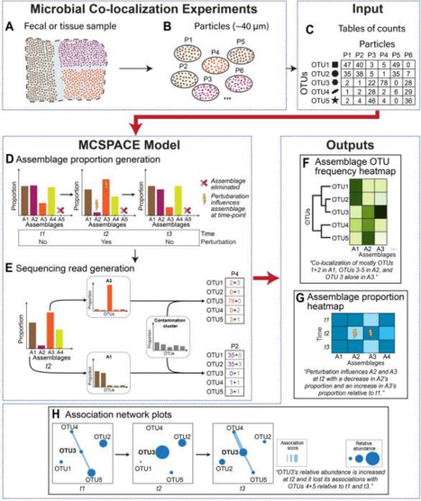 MCSPACE: inferring microbiome spatiotemporal dynamics from high-throughput co-localization data | Mbm | RMH | Scoop.it