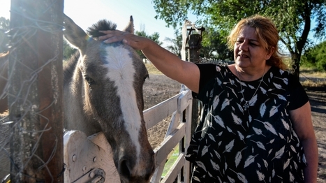 Necesita ayuda un centro de rehabilitación de caballos - La Nueva Provincia | Caballo, Caballos | Scoop.it