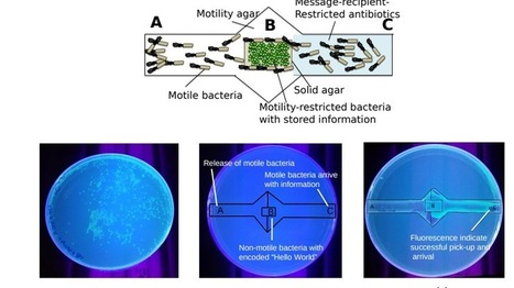 Storing data in DNA is a lot easier than getting it back out | #Research #Memory #MIT | 21st Century Innovative Technologies and Developments as also discoveries, curiosity ( insolite)... | Scoop.it