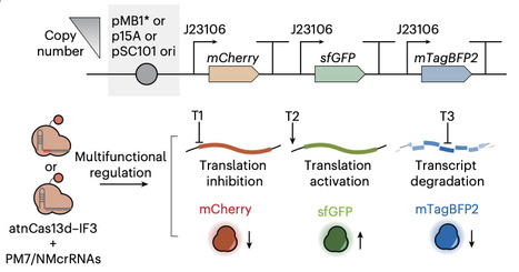 Programmable, multiplexed and orthogonal gene control in bacteria with attenuated Cas13d systems | Nbt | RMH | Scoop.it