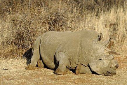 Afrique du Sud: plus de 600 rhinos braconnés en 2012, un record - FRANCE 24 | Revue de presse "Afrique" | Scoop.it
