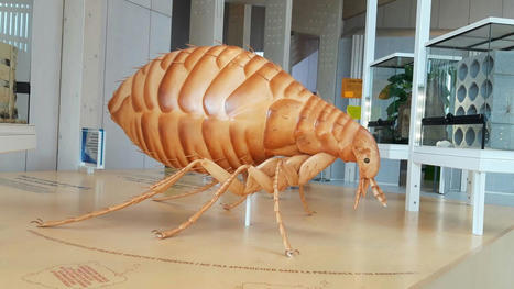 Bienvenue chez les blattes et les cafards : dans les Yvelines, cette maison vous invite à dédiaboliser les insectes - Le Parisien | Variétés entomologiques | Scoop.it