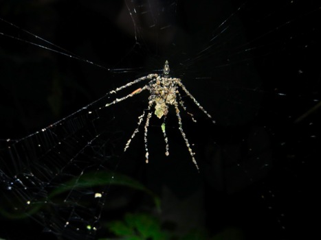 Spider That Builds Larger-Than-Life Decoy "Spiders" Discovered in Amazon | Science News | Scoop.it