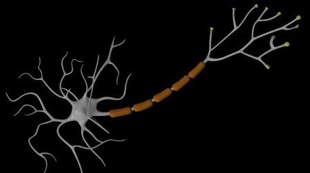 Brain cells created from human skin cells offer potential MS treatment | Longevity science | Scoop.it