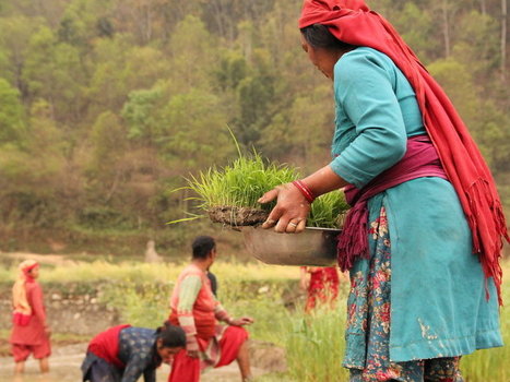 NEPAL: Nepalese rice farmers boost yields by sowing fewer plants and cutting water | NPR | SRI Global News-- January-April, 2026 -- System of Rice Intensification (SRI) | Scoop.it