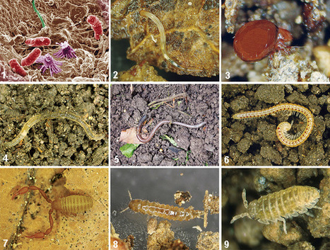 Les organismes du sol en forêt et leurs fonctions | EntomoScience | Scoop.it