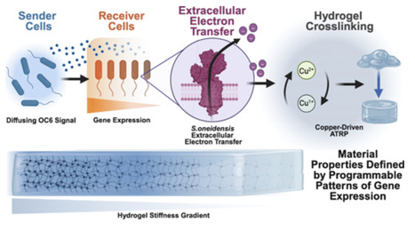 Quorum-Sensing-Mediated Extracellular Electron Transfer Enables Hydrogel Morphogenesis | acs | RMH | Scoop.it