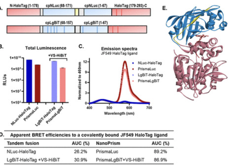 A Modular Platform for Quantitative Two-Color Bioluminescence Combining NanoLuc and Red-Shifted NanoPrism Luciferases | acs | RMH | Scoop.it