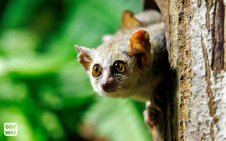 Microcèbes mignons élevés pour l’expérimentation animale : le MNHN va devoir communiquer ses documents à One Voice ! - One Voice | EntomoScience | Scoop.it