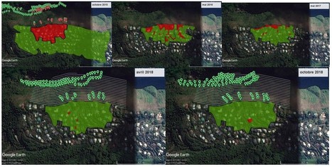 Tahiti : 70 hectares traités contre la Petite fourmi de feu | Biodiversité | Scoop.it