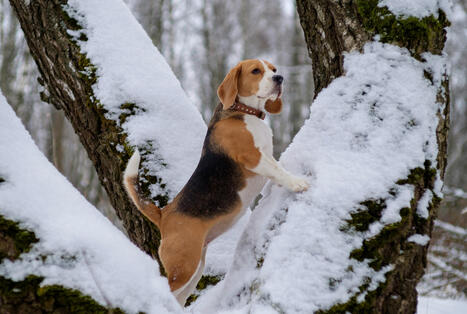 Koiran anaalirauhaset tukossa &ndash; n&auml;in hoidat ik&auml;v&auml;&auml; vaivaa | 1Uutiset - Lukemisen t&auml;hden | Scoop.it