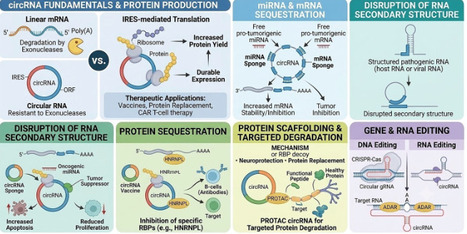 Emerging strategies and innovations in circular RNA synthesis | RMH | Scoop.it