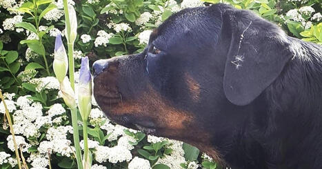 Pahoinpidelty rottweiler sai Jennin autistisen lapsen puhumaan | Apu | Lehti | Scoop.it