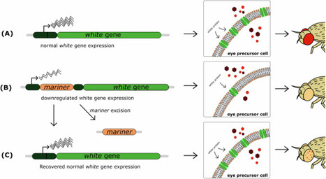 mariner elements as a model for analyzing the stress response and somatic mobilization activity of transposable elements | Heredity | RMH | Scoop.it
