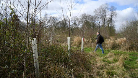 Changement climatique, maladies&hellip; la for&ecirc;t en Hauts-de-France face &agrave; ses nouveaux d&eacute;mons | Actu environnement en HdF | Scoop.it