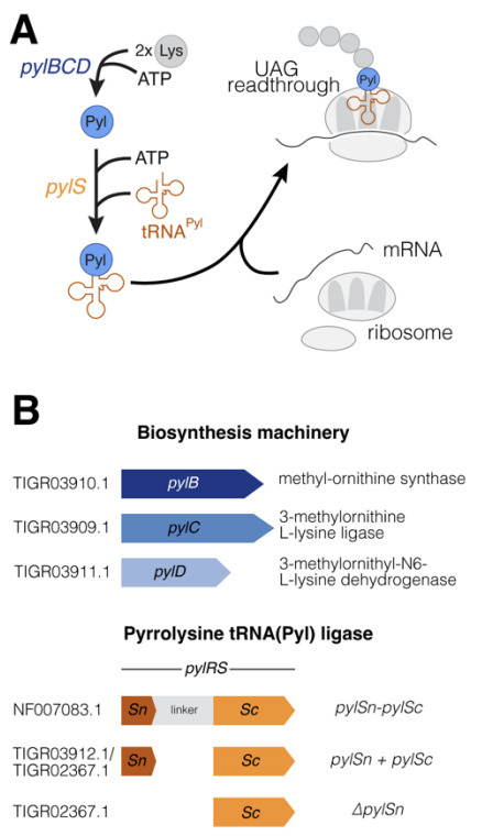 The Ambiguous Genetic Code of Methanogenic Archaea that Grow on Methylamines | Brvm | RMH | Scoop.it