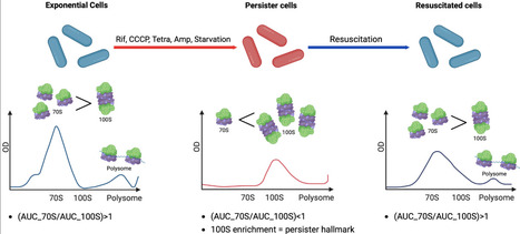 Ribosome State Distributions Define Escherichia coli Persister Physiology: Links to Formation, Stress Responses, and Resuscitation Dynamics | mbt | RMH | Scoop.it