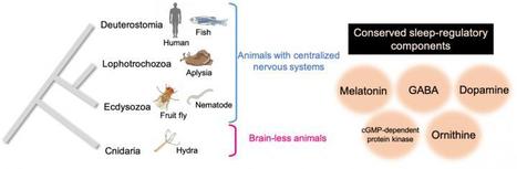 Évolution : le sommeil serait apparu... avant le cerveau | EntomoNews | Scoop.it