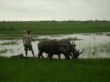 Birmanie - Des paysans toujours sacrifiés | Questions de développement ... | Scoop.it