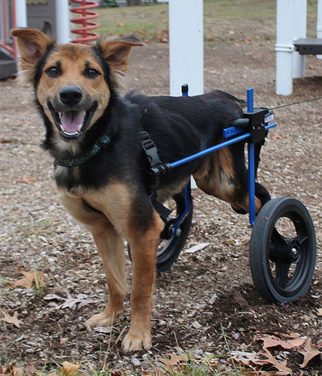 The Heartwarming Story Of Leo, A Paralyzed Puppy Found On A Beach In Thailand | Walking On Sunshine | Scoop.it