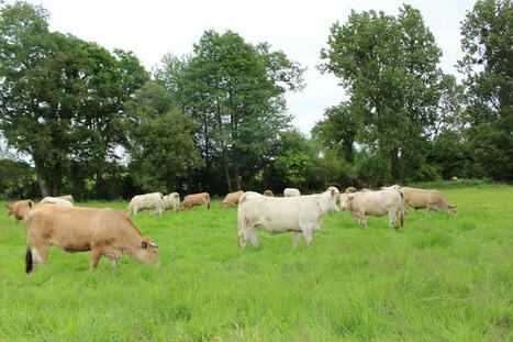 Mercosur, Egalim, normes, FCO et MHE : pour l'élevage bovins viande, quelles sont les positions des syndicats agricoles ? | Actualité Bétail | Scoop.it