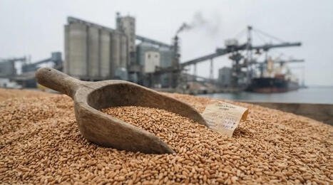 Risk of renewed escalation pushes buyers from Black Sea to European wheat | MED-Amin network | Scoop.it