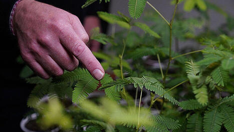 &iquest;Las plantas son capaces de contar? Los cient&iacute;ficos creen que pueden rastrear la cantidad de eventos que experimentan | Mi Caj&oacute;n de Ideas | Scoop.it
