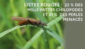 La Liste rouge des espèces menacées en France : Mille-pattes chilopodes de France métropolitaine | Biodiversité : les chiffres-clés | Scoop.it