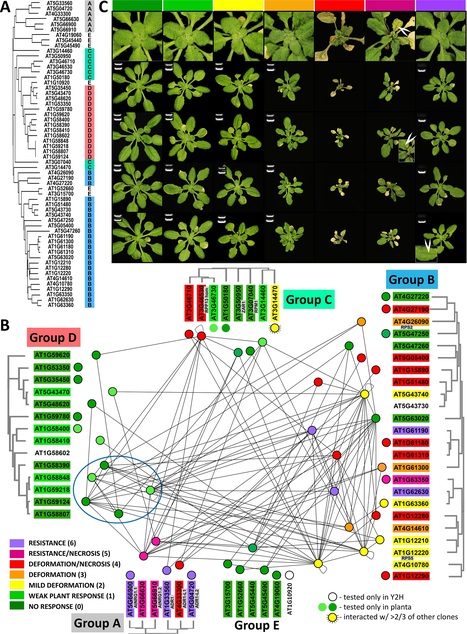 PLOS Biol: Genome-wide functional analyses of plant coiled–coil NLR-type pathogen receptors reveal essential roles of their N-terminal domain in oligomerization, networking, and immunity (2018) | Plants and Microbes | Scoop.it