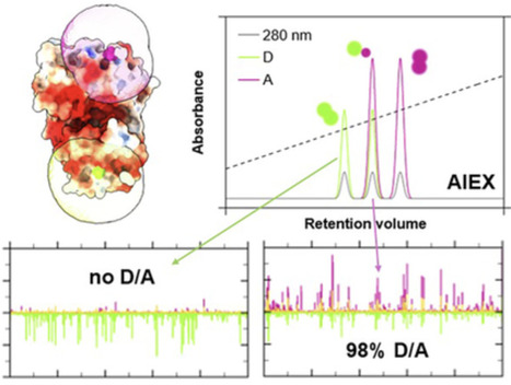 A Systematic Approach for the Purification of Fluorophore-Labeled Proteins via Anion Exchange Chromatography | cbc | RMH | Scoop.it