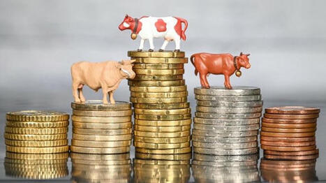 Impact de la hausse du prix de la viande dans les comptabilités agricoles | Actualité Bétail | Scoop.it