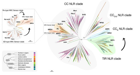Medium:&nbsp;Papers galore: A year-end update on immune receptor networks (2023) | Publications | Scoop.it
