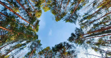 Road map green per un futuro pi&ugrave; sostenibile&nbsp; | Sustainable Procurement News - Italian | Scoop.it