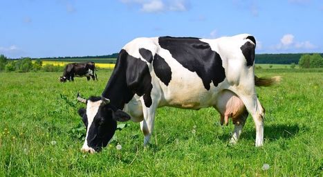 Investir dans une vache rapporte plus que le livret A | Lait de Normandie... et d'ailleurs | Scoop.it