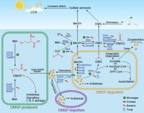 Predicted shifts in bacterial and algal contributions to DMSP and DMS dynamics during a coastal spring&ndash;summer bloom | isme | RMH | Scoop.it