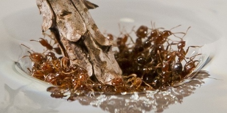 Les étranges propriétés des radeaux des fourmis de feu | EntomoNews | Scoop.it