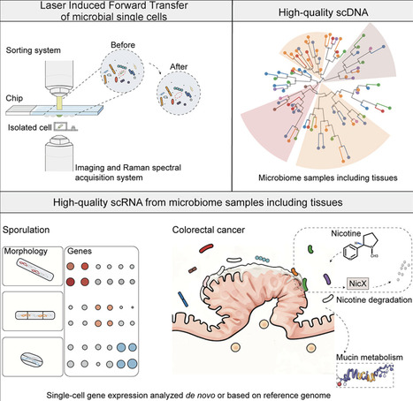 Microbial single-cell omics in situ | cgen | RMH | Scoop.it