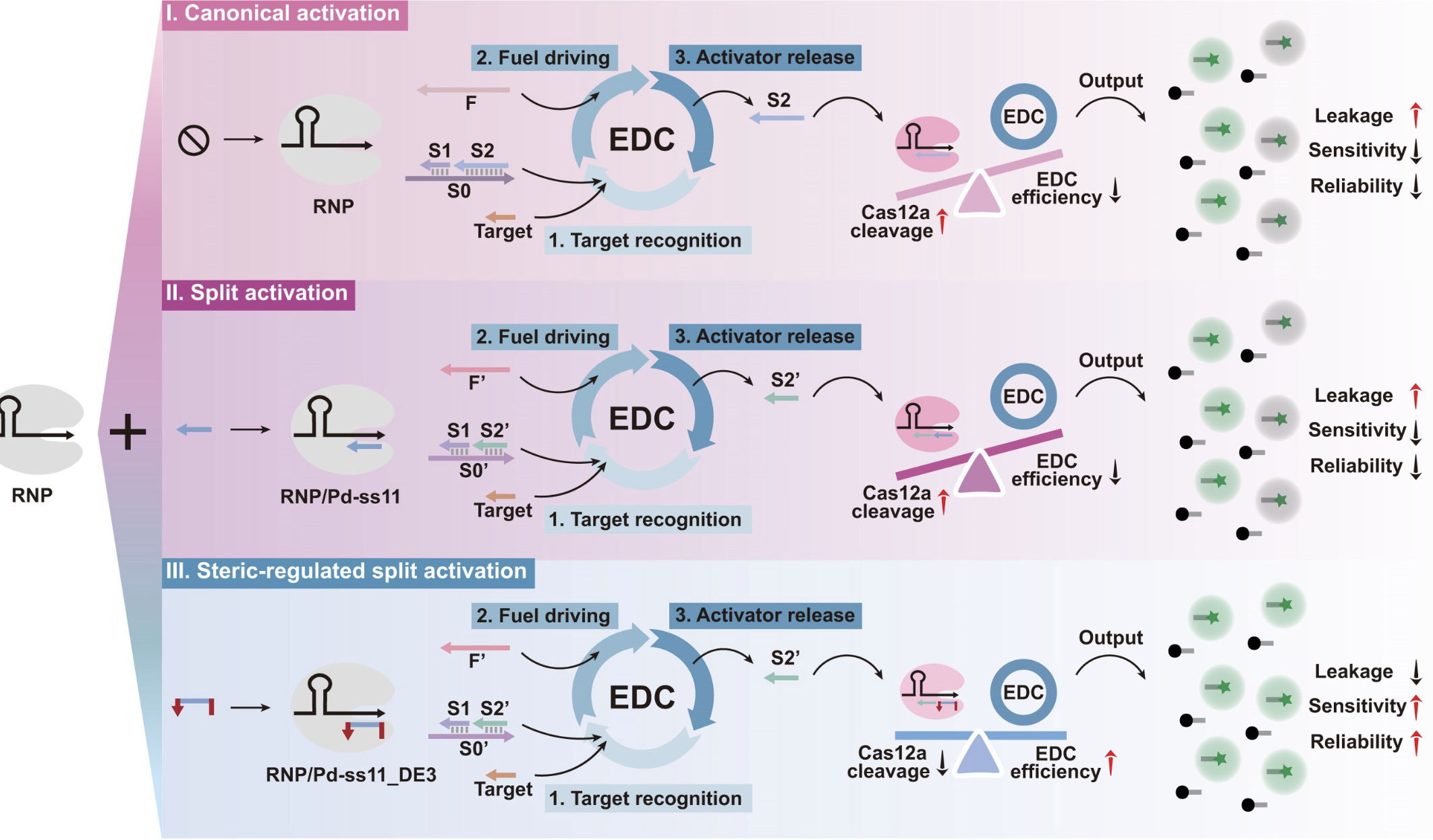 Steric regulation of CRISPR/Cas12a trans-cleava...