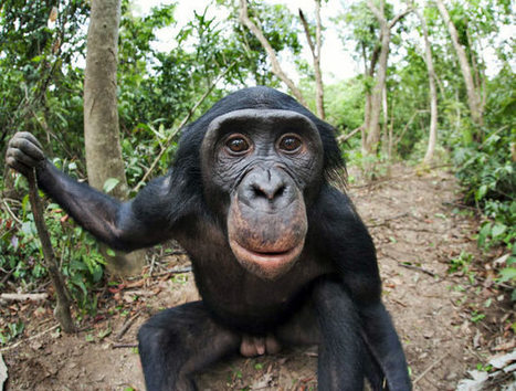 Empathy, Ethics and Bonobos: Distinguished Lecture Tonight at HMNS | Empathy and Animals | Scoop.it