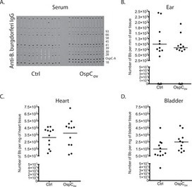 Oral Immunization with OspC Does Not Prevent Tick-Borne  Borrelia burgdorferi  Infection | Mucosal Immunity | Scoop.it
