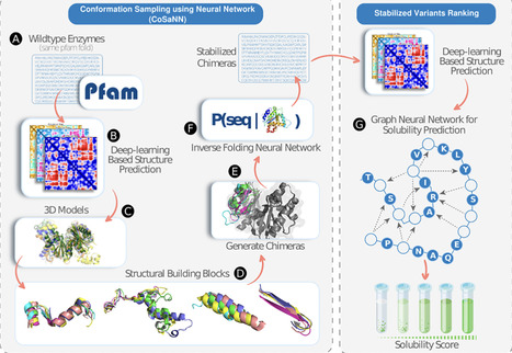 Context-dependent design of induced-fit enzymes using deep learning generates well-expressed, thermally stable and active enzymes | pnas | RMH | Scoop.it
