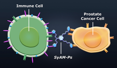 New class of synthetic molecules mimics antibodies | SynBioFromLeukipposInstitute | Scoop.it