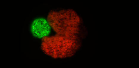 Que sont les x&eacute;nobots, ces robots biologiques qui bouleversent les fronti&egrave;res entre vivant et machine&nbsp;? | Innovation Agro-activit&eacute;s et Bio-industries | Scoop.it