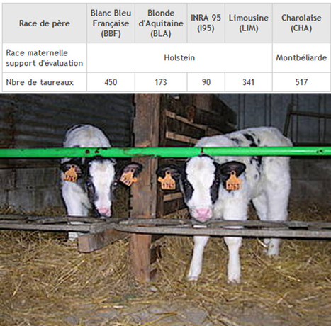 Eleveurs bovins laitiers : vous pouvez désormais choisir vos taureaux viande sur leur facilité de naissance ! | Lait de Normandie... et d'ailleurs | Scoop.it