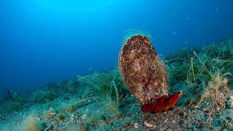 MEDITERRANEAN SEA : Europe's warmer seas are appealing to swimmers &ndash; but what lies beneath is &lsquo;alarming&rsquo;, study warns&nbsp; | CIHEAM Press Review | Scoop.it