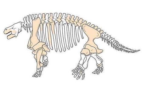Ugly herbivores covered with bony knobs roamed the earth before dinosaurs | No Such Thing As The News | Scoop.it