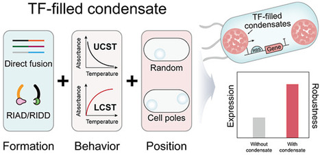 Programmable Synthetic Condensates to Enhance Circuit Robustness for Improved Bioproduction in Bacillus subtilis | asb | RMH | Scoop.it