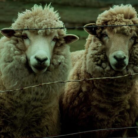 FRANCE : Laine fran&ccedil;aise : elle est boud&eacute;e mais ne perd pas le fil&nbsp; | CIHEAM Press Review | Scoop.it