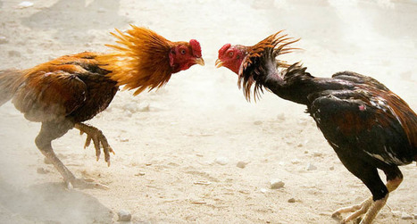 Ayam Muda In Sabung Ayam Online Scoopit