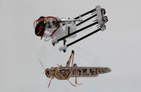 Un robot sauteur miniature inspiré du criquet pélerin | EntomoNews | Scoop.it